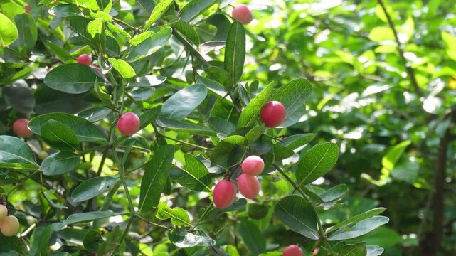 Ripening Pink Carissa carandas Fruits on Green Leaf Plant