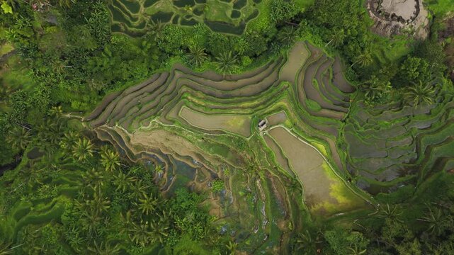 Cinematic aerial view of Tegallalang rice terraces in Ubud &ndash; Breathtaking emerald green valley landscape with tropical palm trees during beautiful sunny morning in Bali, Indonesia panorama