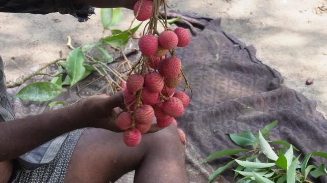 Hands Holding Fresh Ripe Lychee Fruits