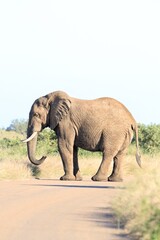Fototapeta premium African bush elephant