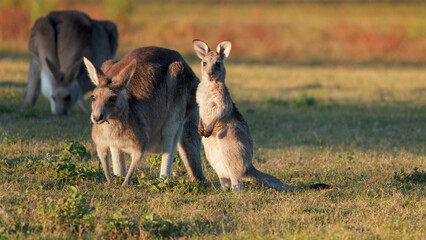 Young Joey Standing Next to Adult Kangaroo Grazing at Sunset © blueringmedia