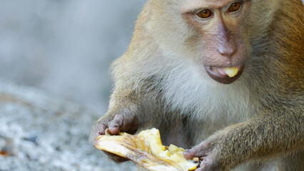 Obraz premium Close-up of a Southern Pig-tailed Macaque Eating a Banana in Phuket