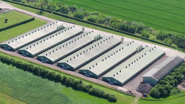 Aerial view of large industrial poultry farm buildings and agricultural sheds surrounded by lush green fields and trees in Kettering, England, United Kingdom.