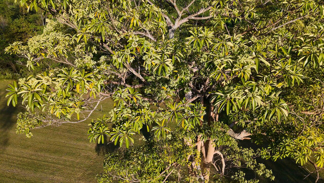 Aerial View of Alstonia Scholaris Tree Canopy with Lush Green Foliage