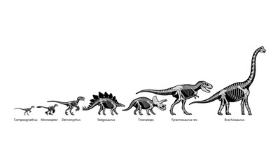 Dinosaur Skeleton Comparison Chart with Different Species © goesti