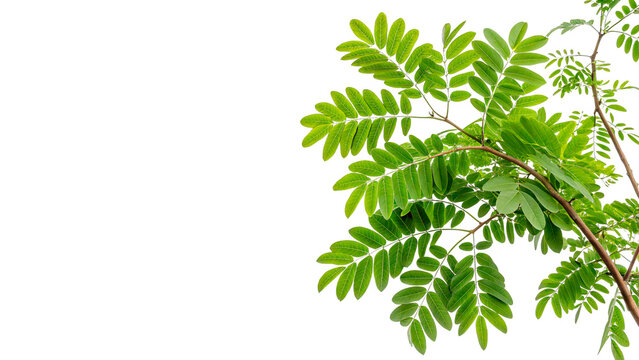 A fresh green senna tree branch with leaves with detailed lush pinnate leaves isolated on transparent background