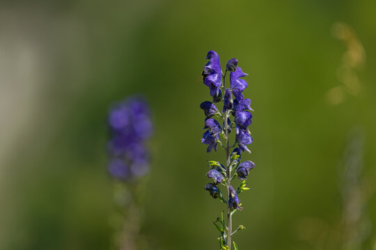 Tall purple monkshood Aconitum flower spike blooms in sunny alpine summer meadow