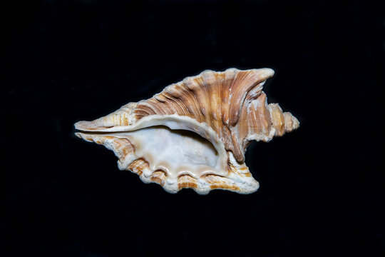Beautiful shell of Cymatium femoris on a dark background.  Marine animals, reptiles, ecology.