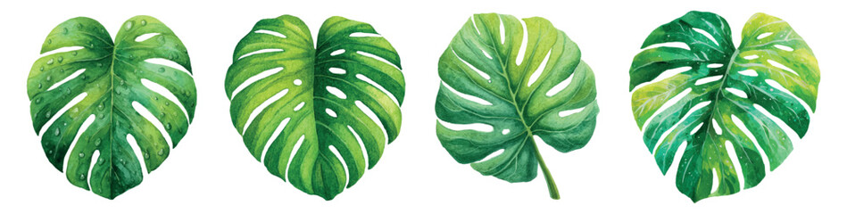 Monstera leaves forming a set of watercolor illustrations, depicting tropical jungle foliage with vibrant green tones and botanical design elements for summer themes © Mari