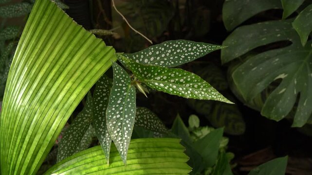 close up view of Begonia leaves, showing its beautiful vibrant color with unique polka dots leave pattern and texture, tropical pattern, greenery vibe, beautiful indoor plants, bird chipping sounds