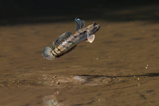 The mudskipper is jumping out of the mud on the beach.