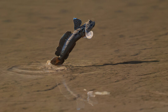 The mudskipper is jumping out of the mud on the beach.