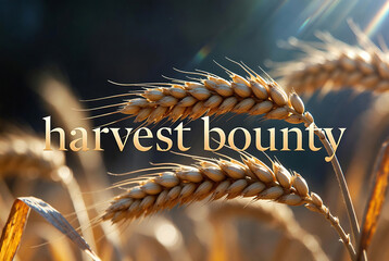 Fototapeta premium Subject: Wheat ears. Action: Harvesting, with golden wheat stalks and grains. Setting: A field at harvest time.