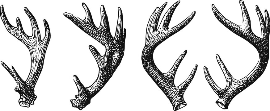vintage hand drawn deer antlers set hunting wildlife nature horns rack collection sketch engraving illustration