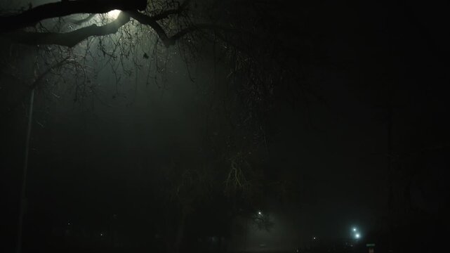 Foggy night road under trees with camera moving backward and down, pulling away from streetlight to reveal empty road beneath trees with diffused light creating moody low visibility atmosphere