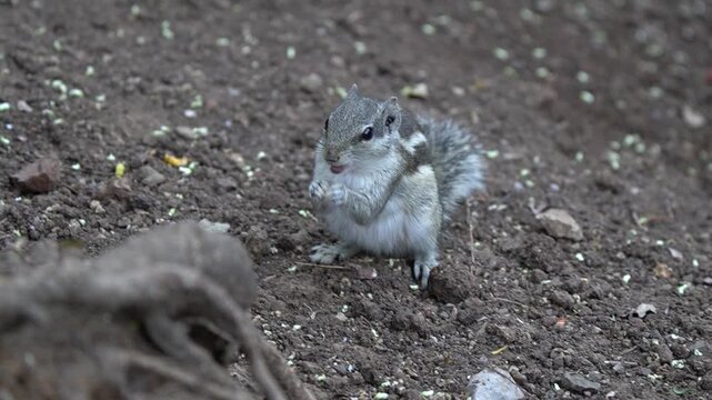 Cute Indian palm squirrel in an urban garden eating dry fruits. Nice stripes pattern and funny pose holding the food