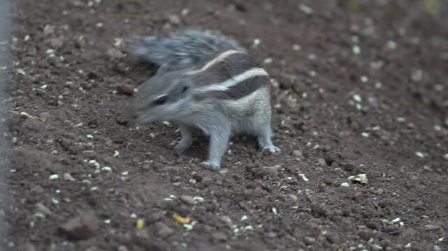 Cute Indian palm squirrel in an urban garden eating dry fruits. Nice stripes pattern and funny pose holding the food