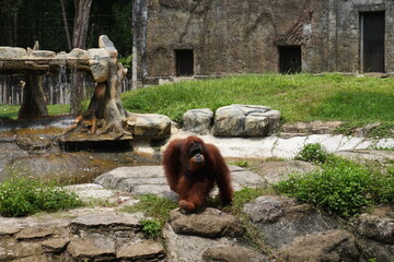 Photo of an orangutan in an animal park. Animals in the zoo. © Станислав 