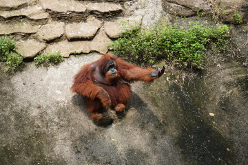 Photo of an orangutan in an animal park. Animals in the zoo. © Станислав 