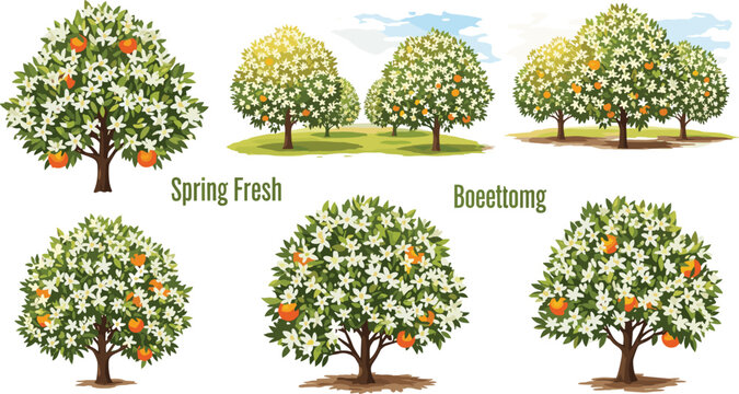 Blooming orange trees vector illustration collection showing fresh spring blossoms and ripe citrus fruits for orchard design