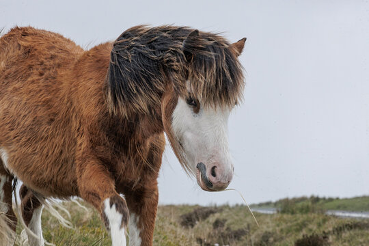 young foal on Welsh meadows - Welsh wild ponies