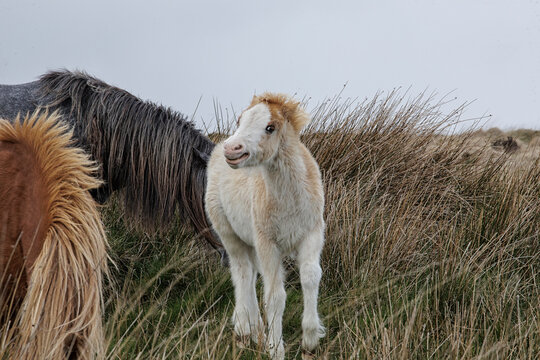 young vanilla foals on Welsh meadows - Welsh wild ponies