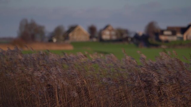 Golden Reeds Swaying in the Wind at Sunset During Early Spring