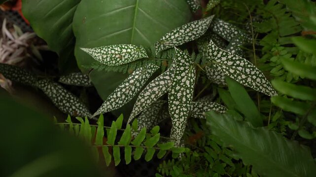 close up view of Begonia leaves, showing its beautiful vibrant color with unique polka dots leave pattern and texture, tropical pattern, greenery vibe, beautiful indoor plants, bird chipping sounds