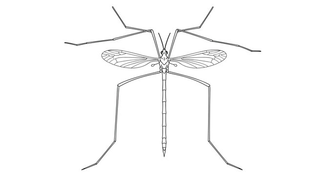 Detailed outline illustration of a crane fly, showcasing its long slender legs, delicate wings, and elongated body, on white.