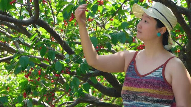 A young adult East Asian woman wearing a straw hat and striped camisole picks ripe red cherries from a leafy fruit tree on a sunny outdoor day.