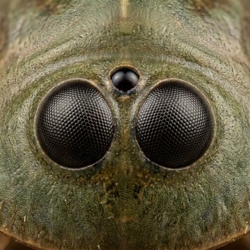 Extreme macro portrait of tadpole shrimp showing three eyes on carapace
