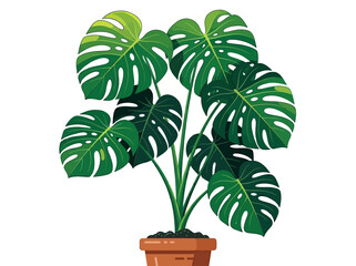 Monstera Deliciosa Illustration, Swiss Cheese Plant in Terracotta Pot Isolated on White Background © Adiba