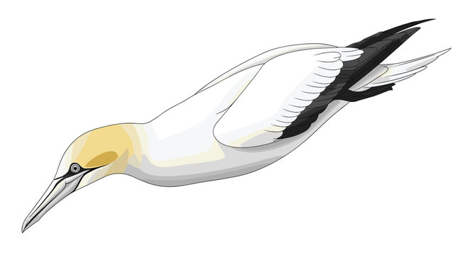 Elegant gannet bird in a diving pose, showcasing its long pointed beak, white plumage, and yellow head, isolated on white.