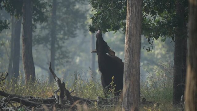 Gaur large individual licking and eating the leaves from a tree, in an Indian national park. Know as Indian bison, is the largest species among the wild cattle and the Bovidae
