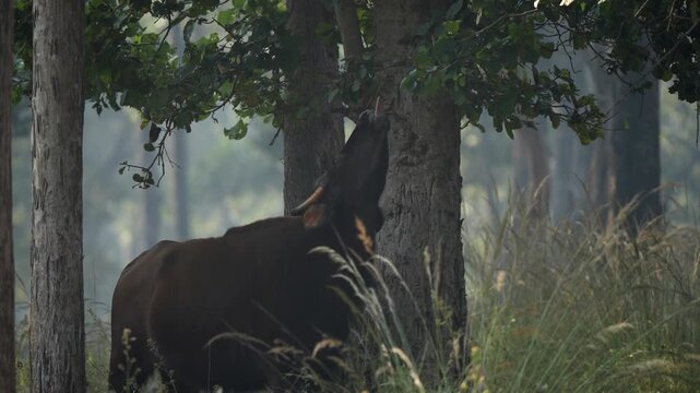 Gaur large individual licking and eating the leaves from a tree, in an Indian national park. Know as Indian bison, is the largest species among the wild cattle and the Bovidae. Foreground focus