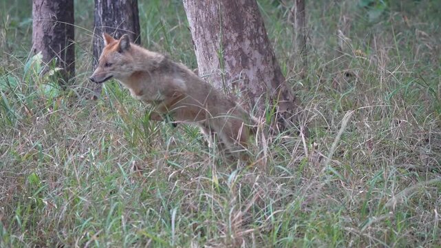 Golden jackal close up jumping in the jungle of a National Park