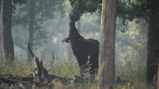 Gaur large individual licking and eating the leaves from a tree, in an Indian national park. Know as Indian bison, is the largest species among the wild cattle and the Bovidae