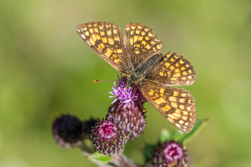 Fototapeta premium Heath fritillary butterfly with open wings perches on alpine thistle flower meadow