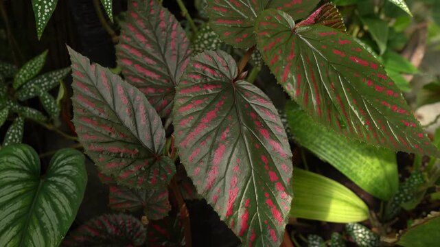 close up view of Begonia leaves, showing its beautiful vibrant color with unique polka dots leave pattern and texture, tropical pattern, greenery vibe, beautiful indoor plants, bird chipping sounds