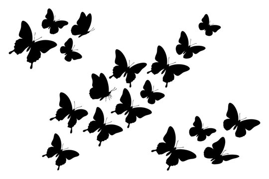 Silhouettes of butterflies in flight on a white background.