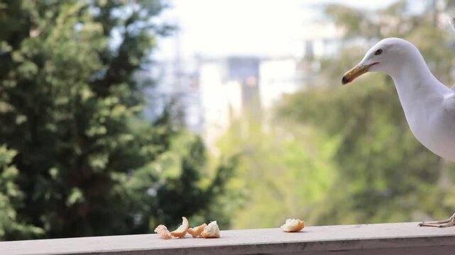 A seagull with white-grey feathers and a yellow beak stands on a concrete ledge against a blurred background of a green tree and building in an urban setting and eats bread