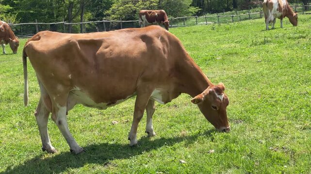 牧草を食む乳牛、初夏の高原牧場