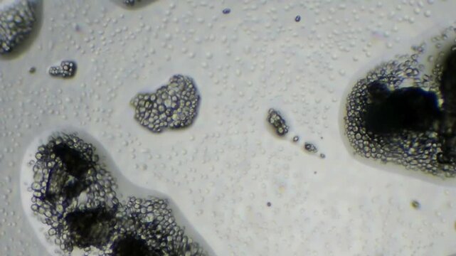 Close-up of biological cells and microorganisms under microscope, scientific analysis