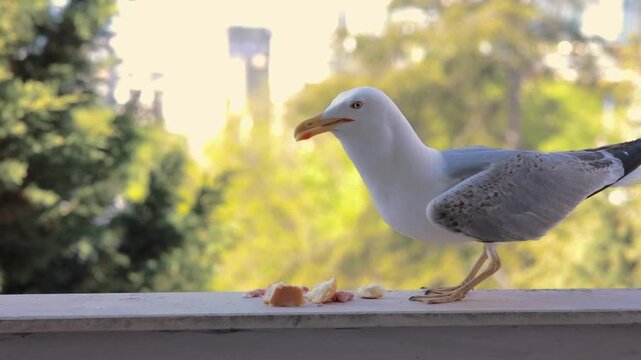A seagull with white-grey feathers and a yellow beak stands on a concrete ledge against a blurred background of a green tree and building in an urban setting and eats bread