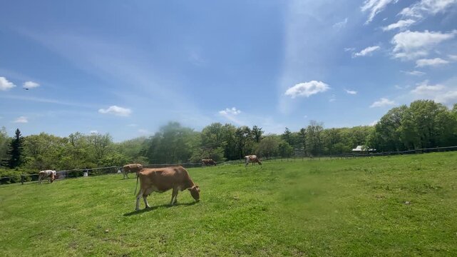 牧草を食む乳牛、初夏の高原牧場