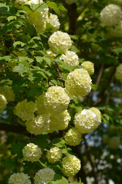 Red Guelder Rose branch with flowers - Latin name - Viburnum opulus Roseum