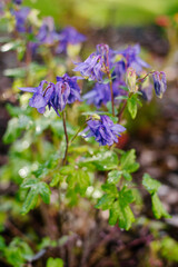 Fototapeta premium Purple Columbine Flowers In Summer Garden With Water Drops After Rain