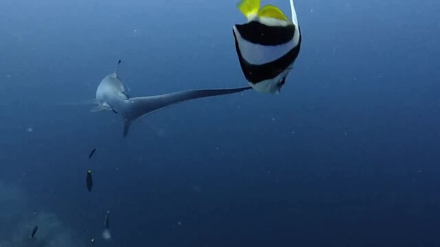 Pelagic Thresher Shark Swimming In Deep Blue Ocean