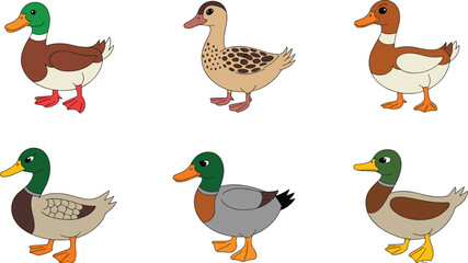 Obraz premium Cute Duck and Mallard Vector Illustration Set with Various Wild Waterfowl Species for Nature Education, Farm Animal Branding, Pond Wildlife, and Childrens Book Graphic Designs
