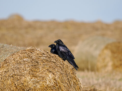 Two black ravens on straw bale as background. Common raven pair perched on hay roll in harvested agricultural field. Corvus corax birds wild nature rural countryside landscape biology concept